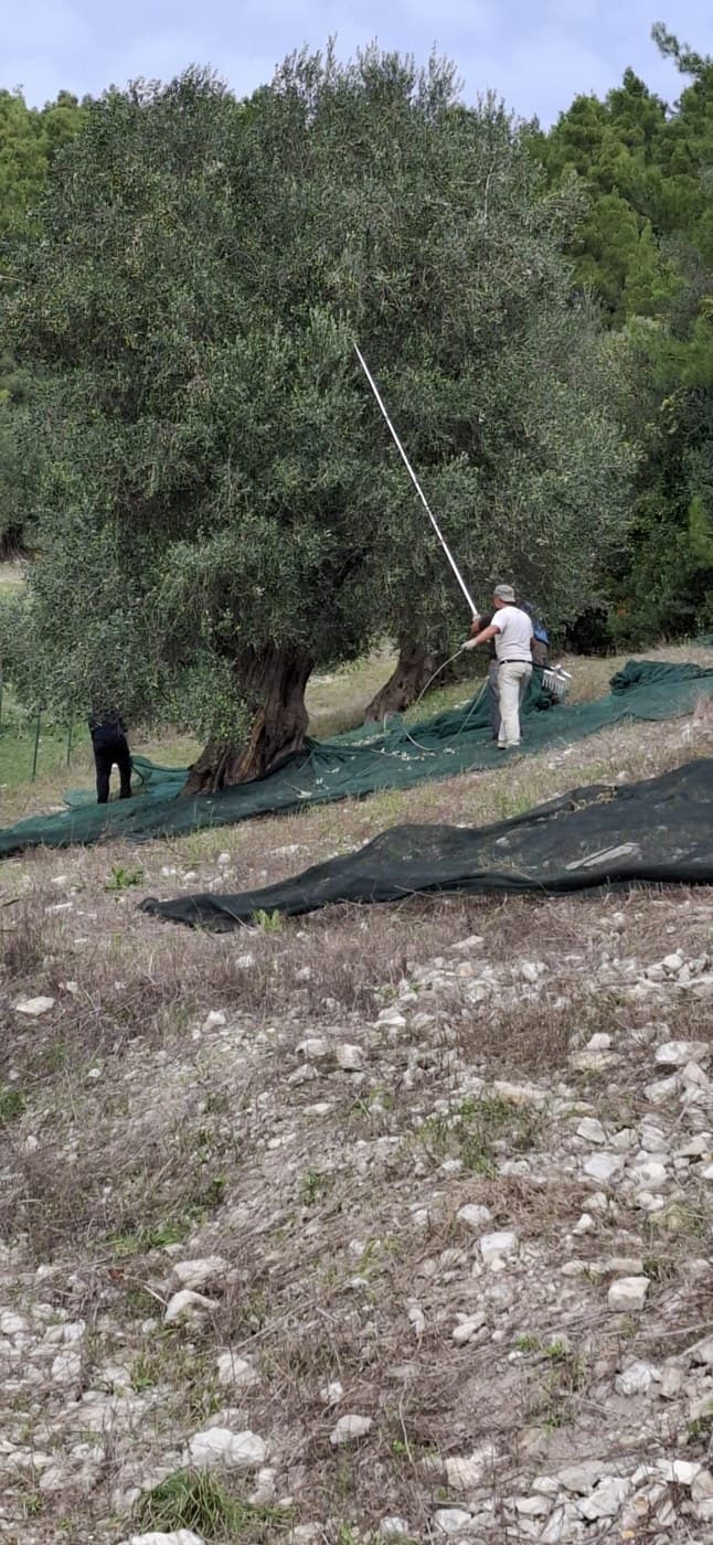 Olivenernte im Gargano