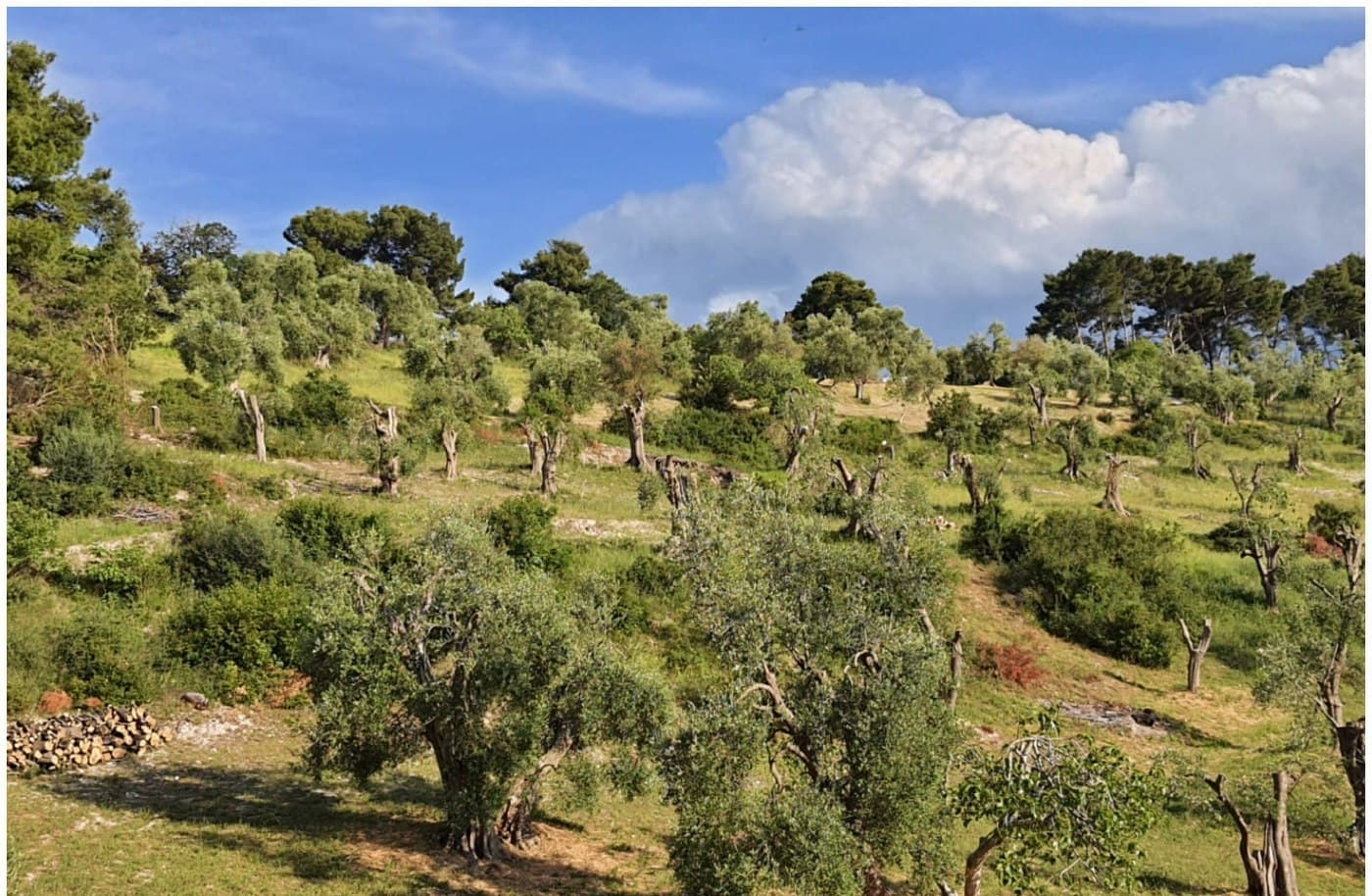 Hügellandschaft Gargano